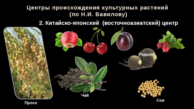 Восточноазиатский центр происхождения культурных. Китайско-японский центр происхождения культурных растений. Восточно азиатский центр происхождения культурных растений. Юго Западный центр происхождения культурных растений. Юго Восточноазиатский центр происхождения культурных растений.