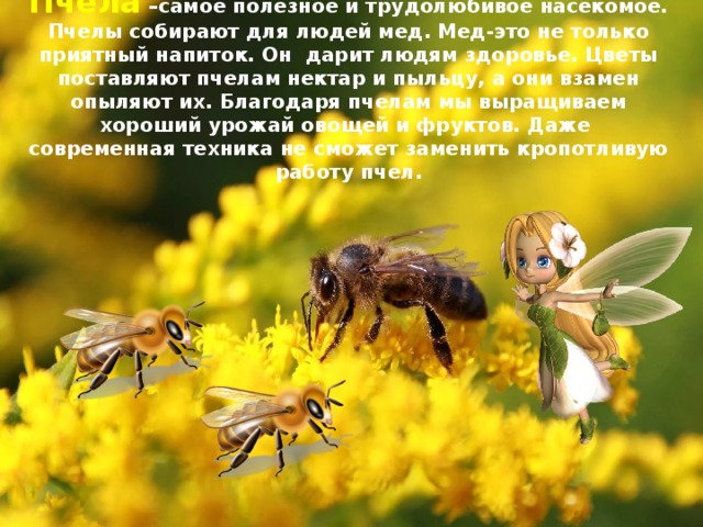 Пчела –самое полезное и трудолюбивое насекомое. Пчелы собирают для людей мед. Мед-это не только приятный напиток. Он дарит людям здоровье. Цветы поставляют пчелам нектар и пыльцу, а они взамен опыляют их. Благодаря пчелам мы выращиваем хороший урожай овощей и фруктов. Даже современная техника не сможет заменить кропотливую работу пчел. 