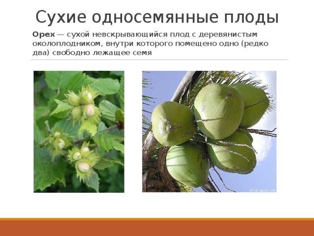Сухие односемянные плоды Орех  — сухой невскрывающийся плод с деревянистым околоплодником, внутри которого помещено одно (редко два) свободно лежащее семя 