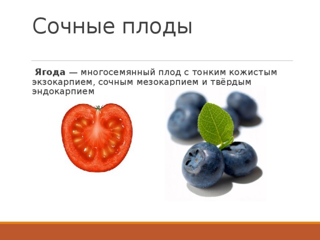 Сочные плоды   Ягода  — многосемянный плод с тонким кожистым экзокарпием, сочным мезокарпием и твёрдым эндокарпием 