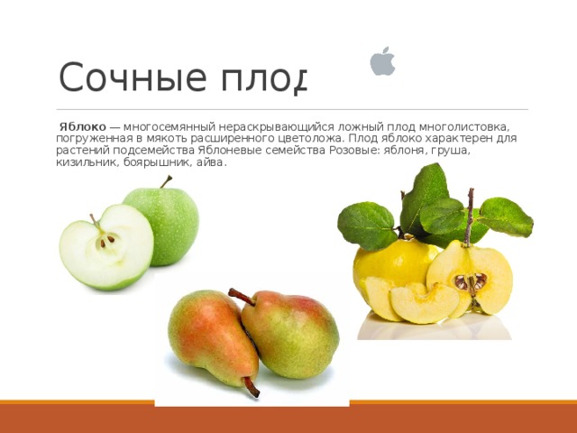 Сочные плоды   Яблоко  — многосемянный нераскрывающийся ложный плод многолистовка, погруженная в мякоть расширенного цветоложа. Плод яблоко характерен для растений подсемейства Яблоневые семейства Розовые: яблоня, груша, кизильник, боярышник, айва.  