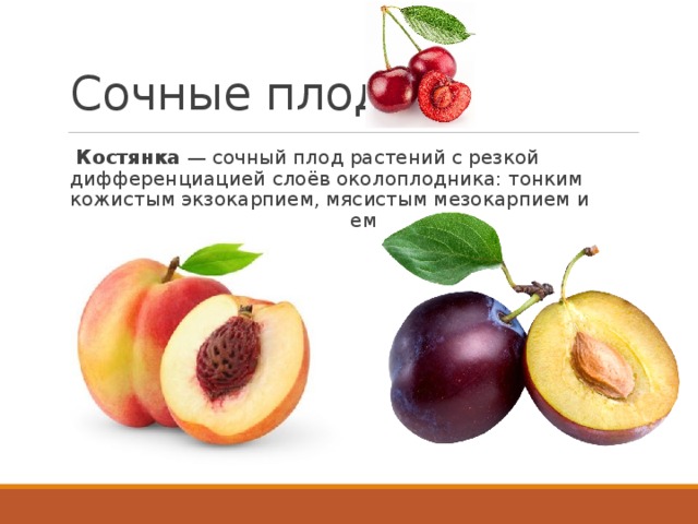 Сочные плоды   Костянка  — сочный плод растений с резкой дифференциацией слоёв околоплодника: тонким кожистым экзокарпием, мясистым мезокарпием и одревесневшим эндокарпием  