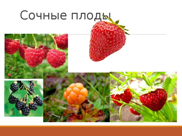 Сочные плоды 