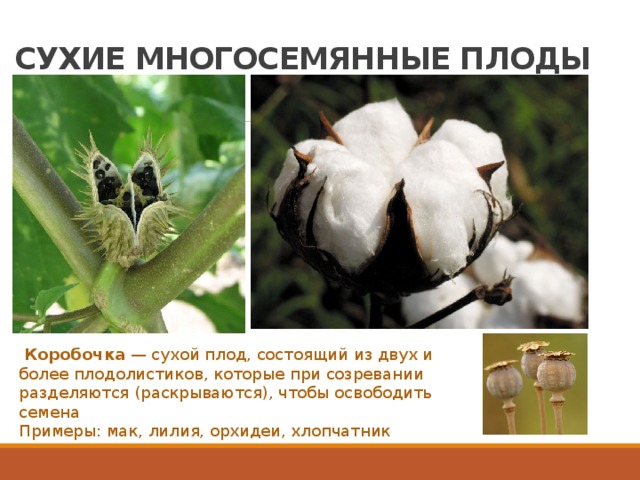 СУХИЕ МНОГОСЕМЯННЫЕ ПЛОДЫ   Коробочка  — сухой плод, состоящий из двух и более плодолистиков, которые при созревании разделяются (раскрываются), чтобы освободить семена Примеры: мак, лилия, орхидеи, хлопчатник 
