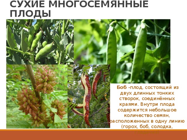 СУХИЕ МНОГОСЕМЯННЫЕ ПЛОДЫ   Боб  -плод, состоящий из двух длинных тонких створок, соединённых краями. Внутри плода содержится небольшое количество семян, расположенных в одну линию (горох, боб, солодка, гледичия) 
