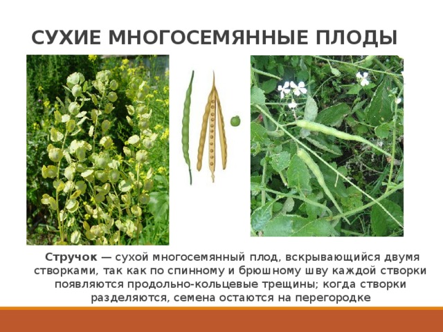 СУХИЕ МНОГОСЕМЯННЫЕ ПЛОДЫ   Стручок  — сухой многосемянный плод, вскрывающийся двумя створками, так как по спинному и брюшному шву каждой створки появляются продольно-кольцевые трещины; когда створки разделяются, семена остаются на перегородке 