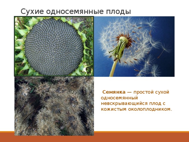 Сухие односемянные плоды   Семянка  — простой сухой односемянный невскрывающийся плод с кожистым околоплодником. 