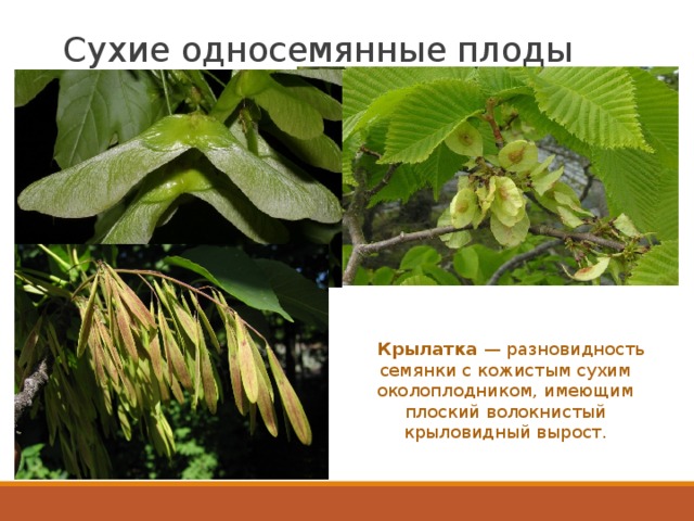 Сухие односемянные плоды    Крылатка  — разновидность семянки с кожистым сухим околоплодником, имеющим плоский волокнистый крыловидный вырост. 