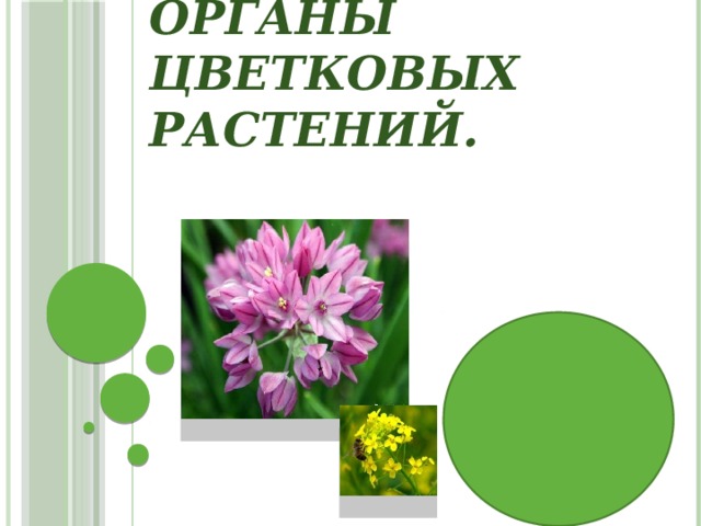 Цветковые растения презентация 6 класс