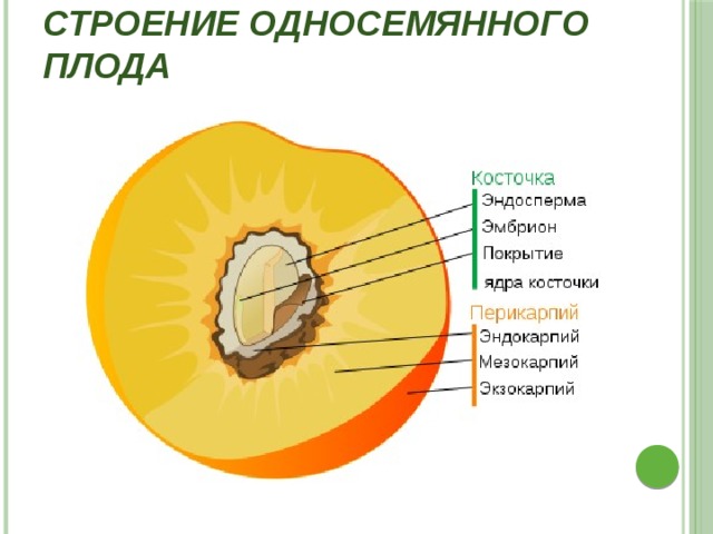 Как называется стенка плода у растений