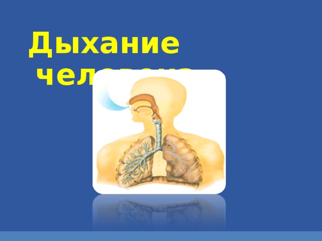 Дыхание человека презентация