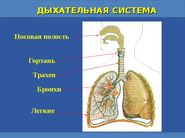 Бронхи и легкие фото