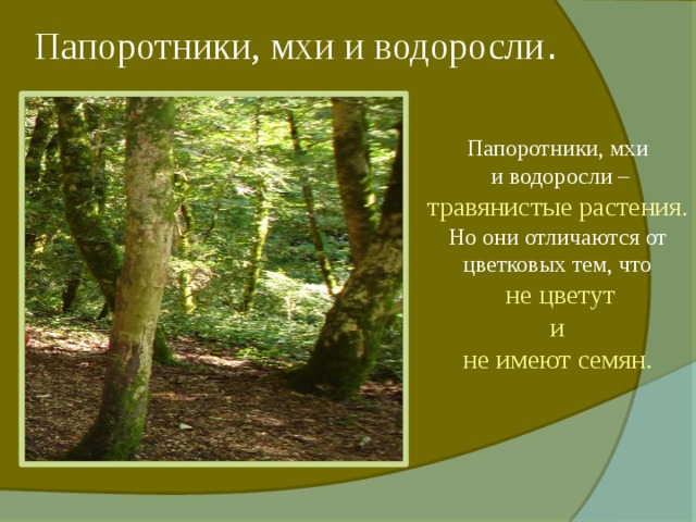 Папоротники, мхи и водоросли . Папоротники, мхи  и водоросли – травянистые растения . Но они отличаются от цветковых тем, что  не цветут  и не имеют семян. 