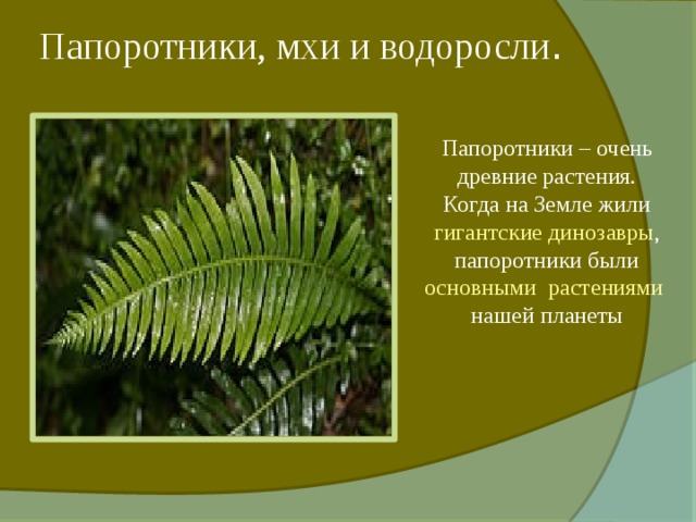 Папоротники, мхи и водоросли . Папоротники – очень древние растения. Когда на Земле жили гигантские динозавры , папоротники были основными растениями нашей планеты 