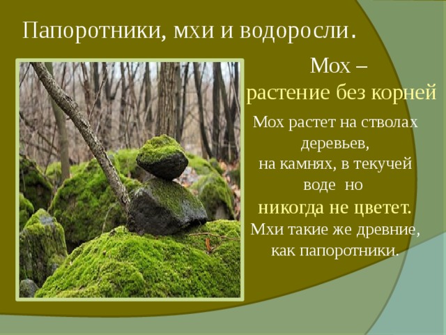 Папоротники, мхи и водоросли . Мох – растение без корней Мох растет на стволах деревьев, на камнях, в текучей воде но никогда не цветет. Мхи такие же древние, как папоротники. 