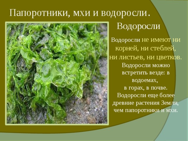 Папоротники, мхи и водоросли . Водоросли Водоросли не имеют ни корней, ни стеблей, ни листьев, ни цветков. Водоросли можно встретить везде: в водоемах, в горах, в почве. Водоросли еще более древние растения Земли, чем папоротники и мхи. 