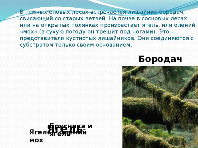В темных еловых лесах встречается лишайник бородач, свисающий со старых ветвей. На почве в сосновых лесах или на открытых полянках произрастает ягель, или олений «мох» (в сухую погоду он трещит под ногами). Это — представители кустистых лишайников. Они соединяются с субстратом только своим основанием. Бородач Брусника и ягель Ягель Ягель – олений мох 