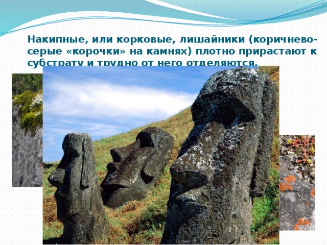 Накипные, или корковые, лишайники (коричнево-серые «корочки» на камнях) плотно прирастают к субстрату и трудно от него отделяются. 