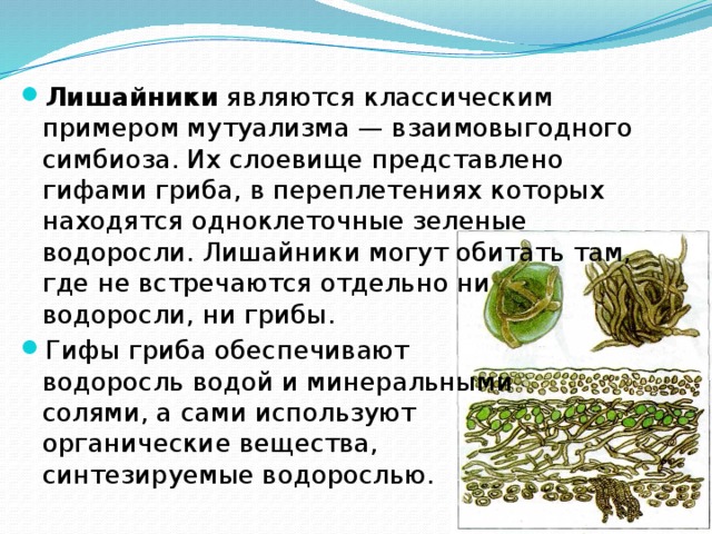 Лишайники являются классическим примером мутуализма — взаимовыгодного симбиоза. Их слоевище представлено гифами гриба, в переплетениях которых находятся одноклеточные зеленые водоросли. Лишайники могут обитать там, где не встречаются отдельно ни водоросли, ни грибы. Гифы гриба обеспечивают водоросль водой и минеральными солями, а сами используют органические вещества, синтезируемые водорослью. 