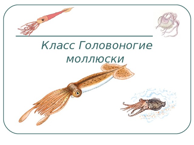 Класс Головоногие моллюски 