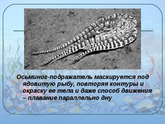 Осьминог-подражатель маскируется под ядовитую рыбу, повторяя контуры и окраску ее тела и даже способ движения – плавание параллельно дну  