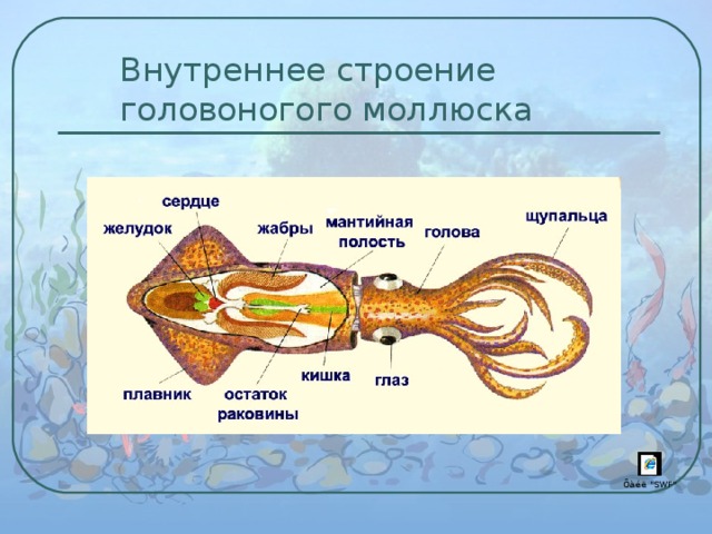 Внутреннее строение головоногого моллюска 