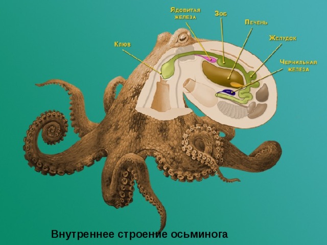 Внутреннее строение осьминога  