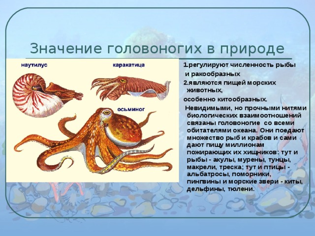 Значение головоногих в природе  1.регулируют численность рыбы  и ракообразных  2.являются пищей морских животных,  особенно китообразных.  Невидимыми, но прочными нитями биологических взаимоотношений связаны головоногие со всеми обитателями океана. Они поедают множество рыб и крабов и сами дают пищу миллионам пожирающих их хищников: тут и рыбы - акулы, мурены, тунцы, макрели, треска; тут и птицы - альбатросы, поморники, пингвины и морские звери - киты, дельфины, тюлени. 