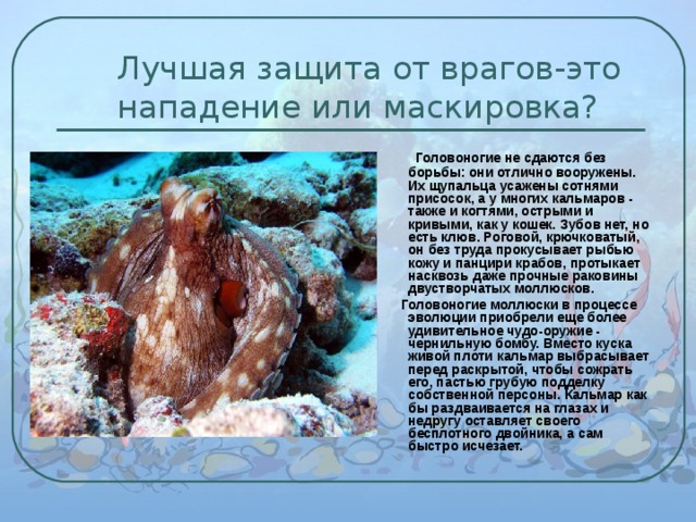 Лучшая защита от врагов-это нападение или маскировка?  Головоногие не сдаются без борьбы: они отлично вооружены. Их щупальца усажены сотнями присосок, а у многих кальмаров - также и когтями, острыми и кривыми, как у кошек. Зубов нет, но есть клюв. Роговой, крючковатый, он без труда прокусывает рыбью кожу и панцири крабов, протыкает насквозь даже прочные раковины двустворчатых моллюсков.  Головоногие моллюски в процессе эволюции приобрели еще более удивительное чудо-оружие - чернильную бомбу. Вместо куска живой плоти кальмар выбрасывает перед раскрытой, чтобы сожрать его, пастью грубую подделку собственной персоны. Кальмар как бы раздваивается на глазах и недругу оставляет своего бесплотного двойника, а сам быстро исчезает.  
