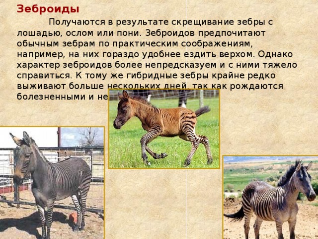 Селекция животных