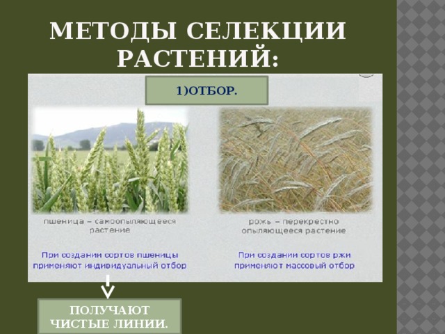 Методы селекции растений