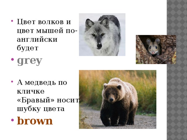Цвет волков и цвет мышей по-английски будет grey  А медведь по кличке «Бравый» носит шубку цвета brown   
