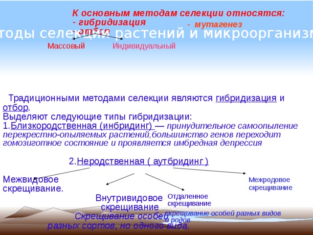 Основным руководством по систематике микроорганизмов является