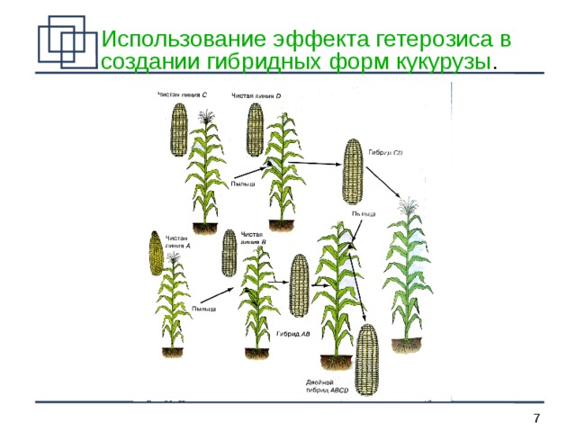 Кукуруза схема соцветия