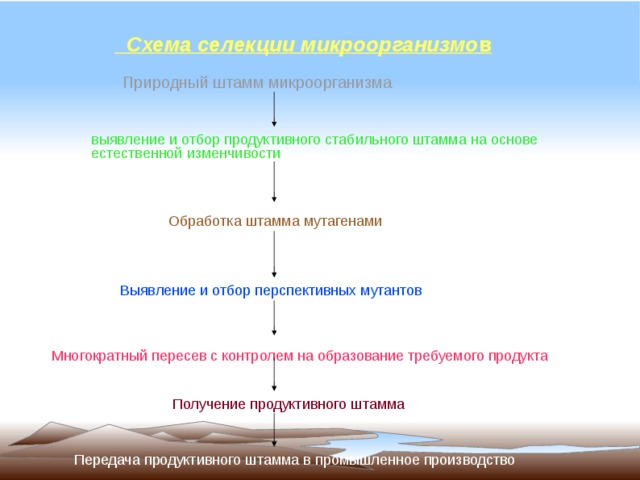 Схема селекции микроорганизмов