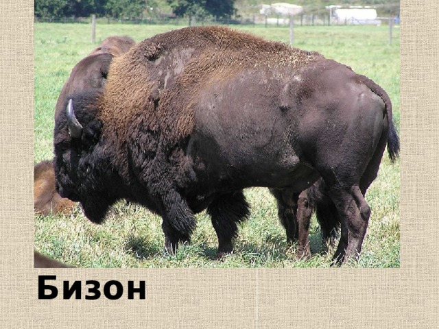 Зубр и бизон отличия фото