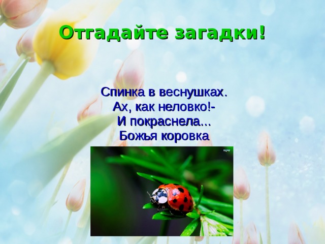 Отгадайте загадки! Спинка в веснушках. Ах, как неловко!- И покраснела... Божья коровка 