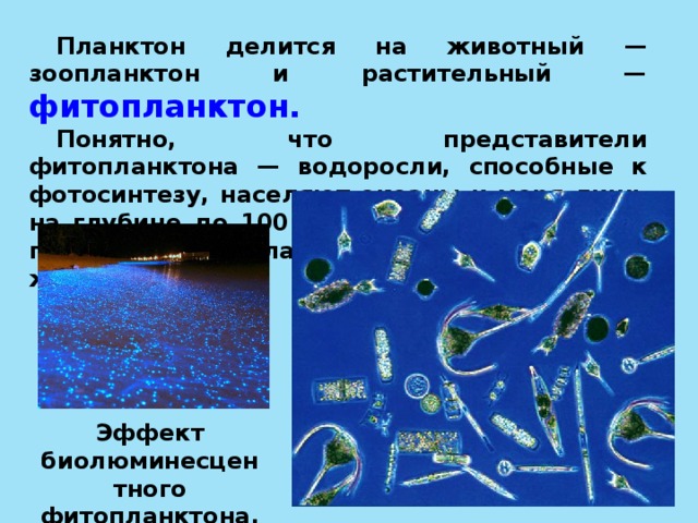 Питание фитопланктона