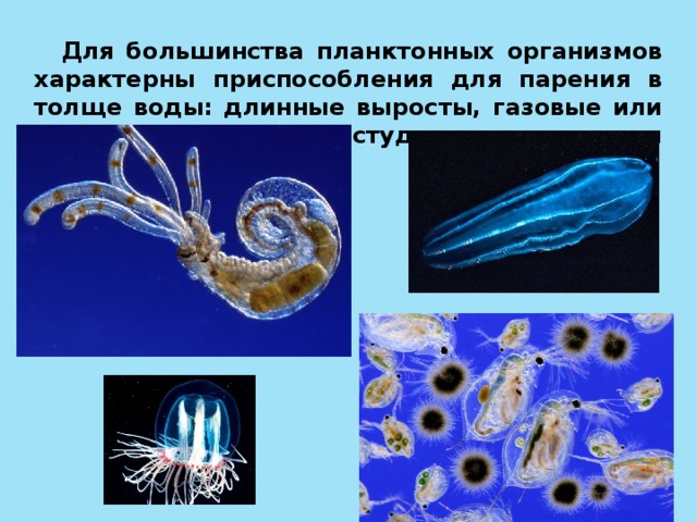 Приспособление к водной среде форма тела. Планктон в водной среде. Планктон организмы. Приспособления планктонных организмов. Организмы в толще воды.