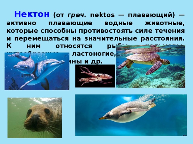 Организмы активно плавающие воде. Водные обитатели Нектон. Активно плавающие животные. Представители нектона. Планктон Нектон бентос.