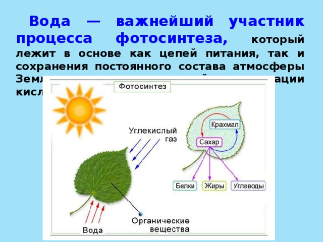 Во время фотосинтеза растения поглощают воду. Схема фотосинтеза 5 класс. Фотосинтез для детей 3 класс. Процесс фотосинтеза. Участие воды в фотосинтезе.