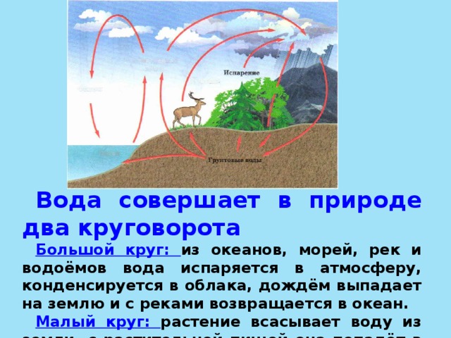 Вода абиотический фактор в жизни растений презентация