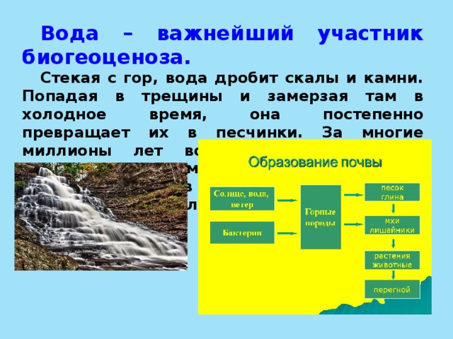 Вода абиотический фактор в жизни растений презентация