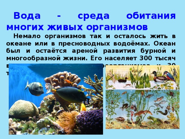 Вода среда обитания биология. Среды обитания живых организмов. Обитатели водной среды обитания. Среда обитания водная среда. Живые организмы обитающие в водной среде.