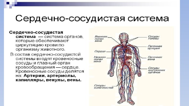 Презентация сердечно сосудистая система на английском