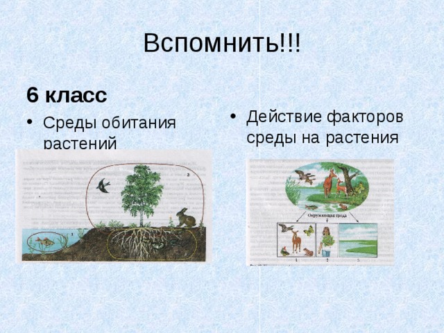 Вспомнить!!! 6 класс Действие факторов среды на растения Среды обитания растений 