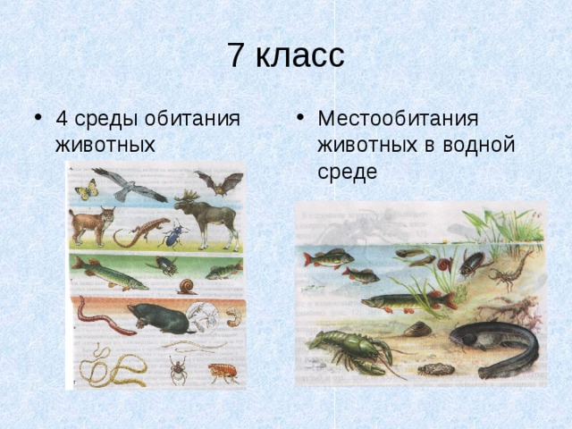 7 класс 4 среды обитания животных Местообитания животных в водной среде 
