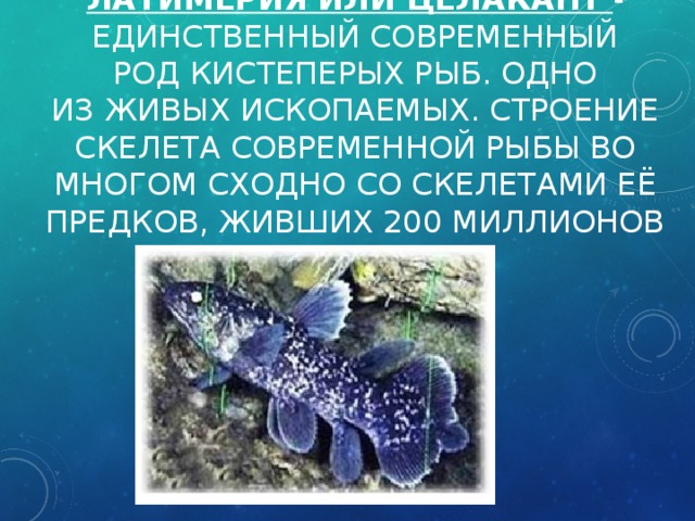 Обоснуйте эволюционное значение кистеперых. Современные кистеперые рыбы. Кистеперые рыбы ископаемые. Латимерия единственный современный. Единственный род кистеперых рыб.