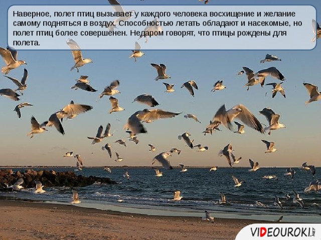 Птица завтрашнего дня кто поет. Каспий осенью перелет птиц. Птица завтрашнего дня. Жаль что птицы завтрашнего дня. Жаль что птицы счастья завтрашнего дня не летают через наши еbеня.