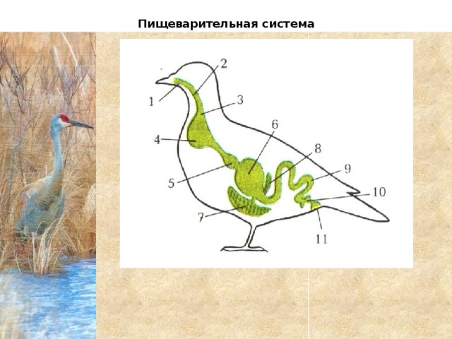 Пищеварительная система птиц